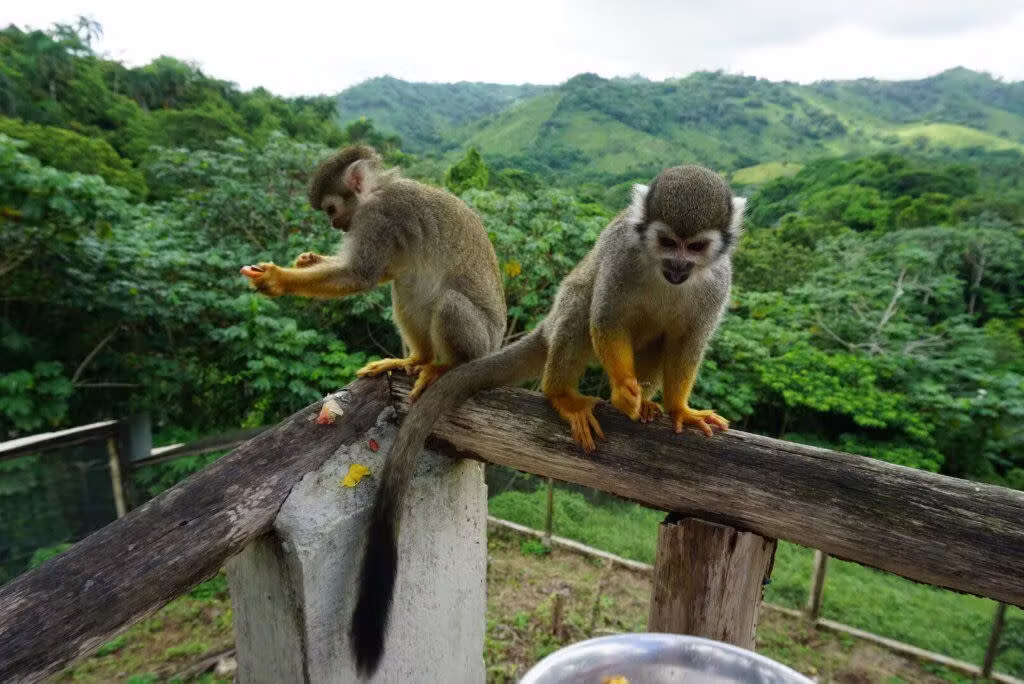 Z464kpbqstJ99p89_monkeyland-5_78640b19-e32c-167e-22d21e1651ae3011